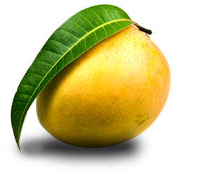 chd-mango4
