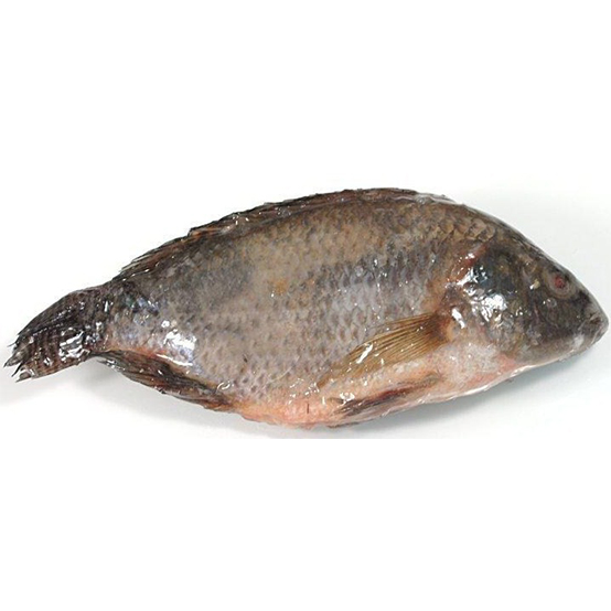 chd_0002_TILAPIA