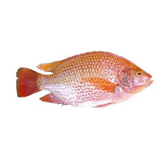 chd_0003_tilapia roja