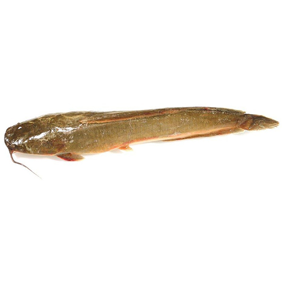 chd_0038_CATFISH