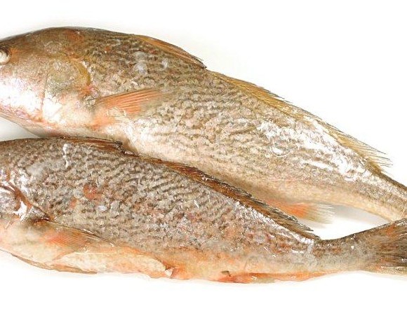 CORVINA